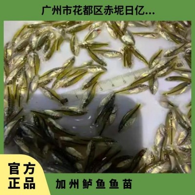 加州鲈鱼鱼苗 产卵水温18℃~26 成活率96% 养殖 优等品图2