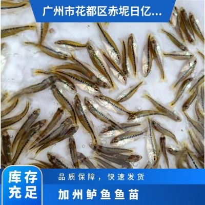 加州鲈鱼鱼苗 产卵水温18℃~26 成活率96% 养殖 优等品图3