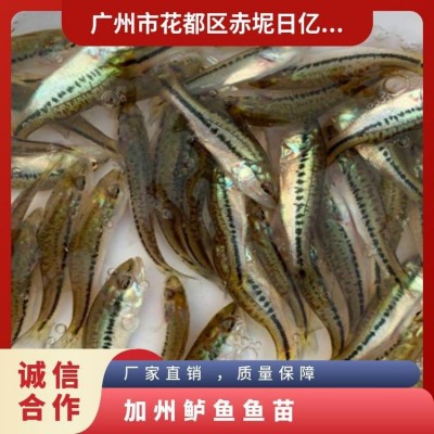 加州鲈鱼鱼苗 产卵水温18℃~26 成活率96% 养殖 优等品图5