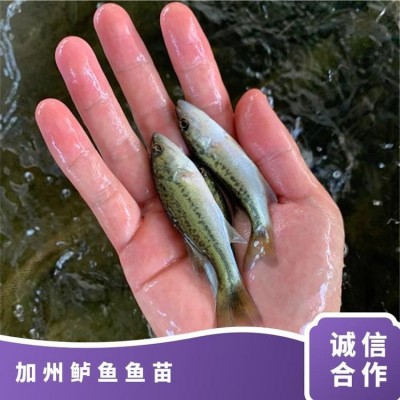 加州鲈鱼鱼苗 产卵水温18℃~26 成活率96% 养殖 优等品图4
