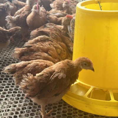 半斤纯种九斤红活苗巨型大红公鸡活体红玉380鸡苗脱温小鸡幼崽图3