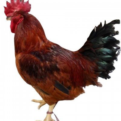 半斤纯种九斤红活苗巨型大红公鸡活体红玉380鸡苗脱温小鸡幼崽图5