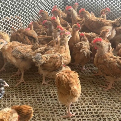 半斤纯种九斤红活苗巨型大红公鸡活体红玉380鸡苗脱温小鸡幼崽图4