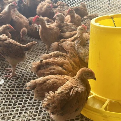 半斤纯种九斤红活苗巨型大红公鸡活体红玉380鸡苗脱温小鸡幼崽图2