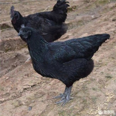 纯种五黑鸡苗活体 五黑鸡半大脱温苗 乌鸡五黑鸡绿壳蛋鸡小鸡苗图2