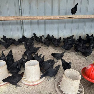 纯种五黑鸡苗活体 五黑鸡半大脱温苗 乌鸡五黑鸡绿壳蛋鸡小鸡苗图3