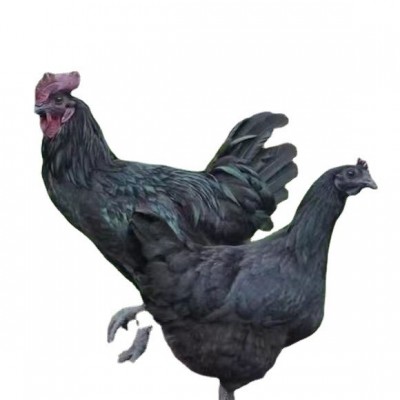 纯种五黑鸡苗活体 五黑鸡半大脱温苗 乌鸡五黑鸡绿壳蛋鸡小鸡苗图4