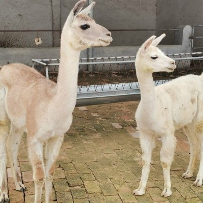 羊驼幼崽养殖 活体小羊 驼展览 成年宠物羊租赁 嘉杰图5