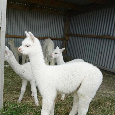 羊驼幼崽养殖 活体小羊 驼展览 成年宠物羊租赁 嘉杰图4