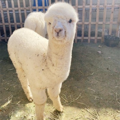 羊驼幼崽养殖 活体小羊 驼展览 成年宠物羊租赁 嘉杰图2