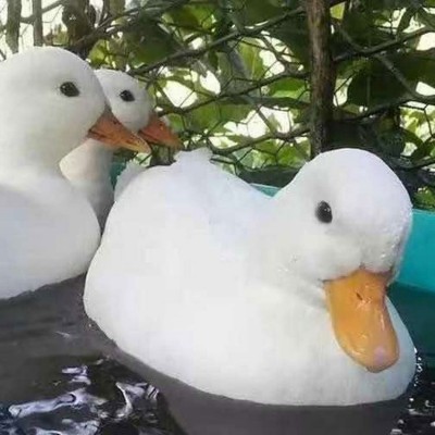 柯尔鸭销售 萌宠柯 尔鸭养殖场 网红小叫鸭 嘉杰图4