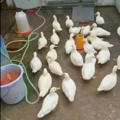 柯尔鸭销售 萌宠柯 尔鸭养殖场 网红小叫鸭 嘉杰图5