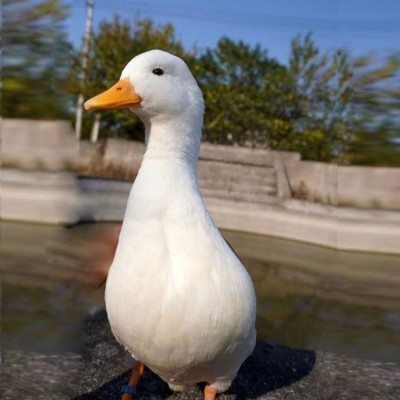 柯尔鸭销售 萌宠柯 尔鸭养殖场 网红小叫鸭 嘉杰图2