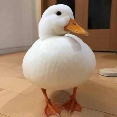 柯尔鸭销售 萌宠柯 尔鸭养殖场 网红小叫鸭 嘉杰图3