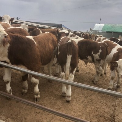 云南西门塔尔牛养殖基地_肉牛养殖场小牛犊批发价格图4
