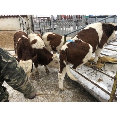 云南西门塔尔牛养殖基地_肉牛养殖场小牛犊批发价格图5