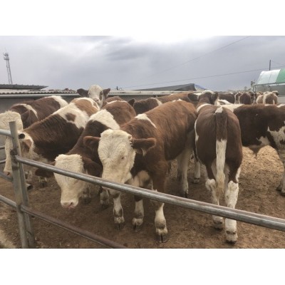 安徽肉牛养殖基地_西门塔尔价格_小牛犊批发价格_肉牛养殖基地图3