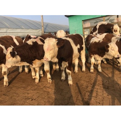 安徽肉牛养殖基地_西门塔尔价格_小牛犊批发价格_肉牛养殖基地图2