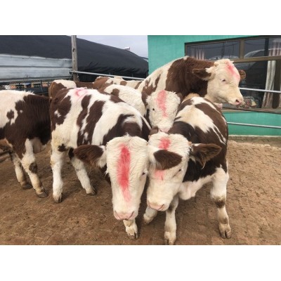 安徽肉牛养殖基地_西门塔尔价格_小牛犊批发价格_肉牛养殖基地图4