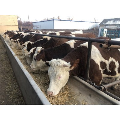 安徽肉牛养殖基地_西门塔尔价格_小牛犊批发价格_肉牛养殖基地图5