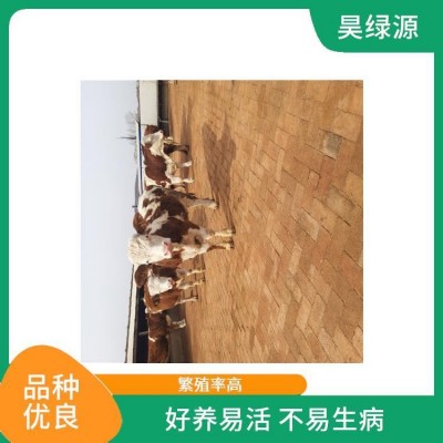 改良西门塔尔怀孕母牛繁殖力强 出肉率高 瘦肉产量高图4