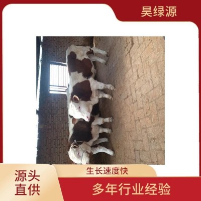 改良西门塔尔怀孕母牛繁殖力强 出肉率高 瘦肉产量高图5