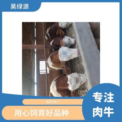 改良西门塔尔怀孕母牛繁殖力强 出肉率高 瘦肉产量高图3