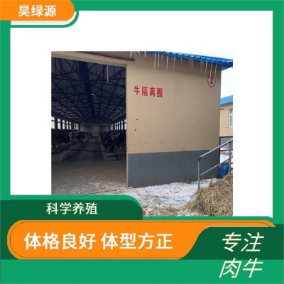 改良西门塔尔牛小母牛适应性强 出肉率高 瘦肉产量高图4