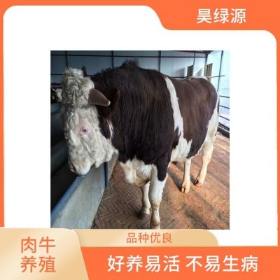 改良西门塔尔牛小母牛适应性强 出肉率高 瘦肉产量高图5