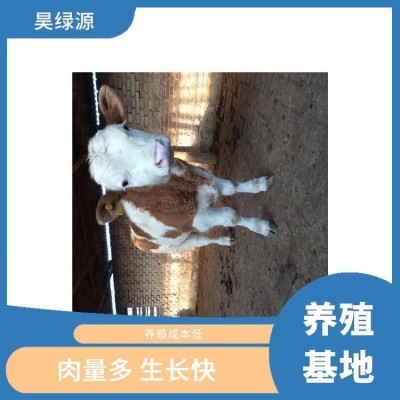 改良西门塔尔牛小母牛适应性强 出肉率高 瘦肉产量高图2