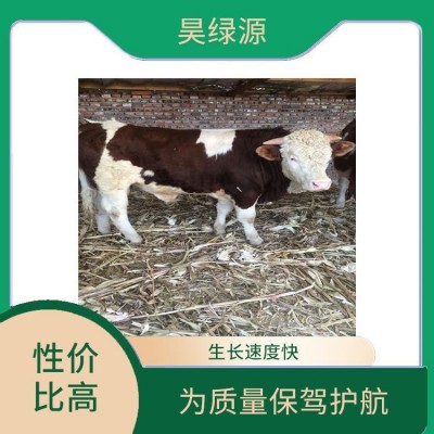 黄白花西门塔尔母牛苗出肉率高 适应性强 瘦肉产量高图3