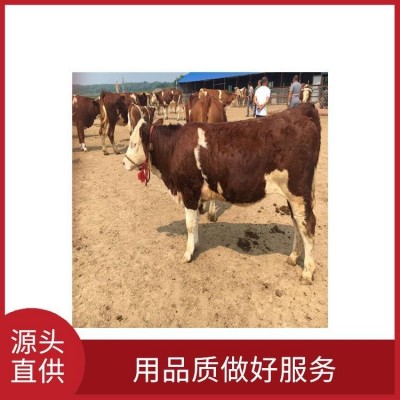 黄白花西门塔尔母牛苗出肉率高 适应性强 瘦肉产量高图2
