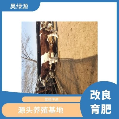 黄白花西门塔尔母牛苗出肉率高 适应性强 瘦肉产量高图4