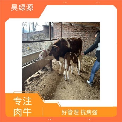 改良西门塔尔小牛价格300斤适应性强 四肢结实 出肉率高图4