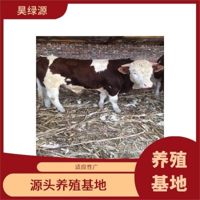 改良西门塔尔小牛价格300斤适应性强 四肢结实 出肉率高图3