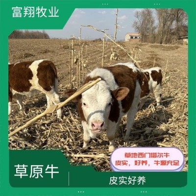 西门塔尔小牛 五个月 牧区草地牛 紫红花的 散养肉牛图2