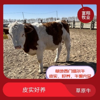 西门塔尔小牛 五个月 牧区草地牛 紫红花的 散养肉牛图5