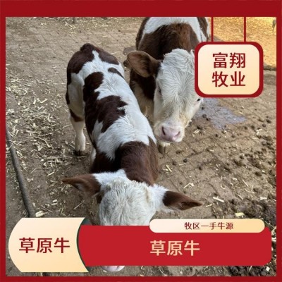 西门塔尔小牛 五个月 牧区草地牛 紫红花的 散养肉牛图4