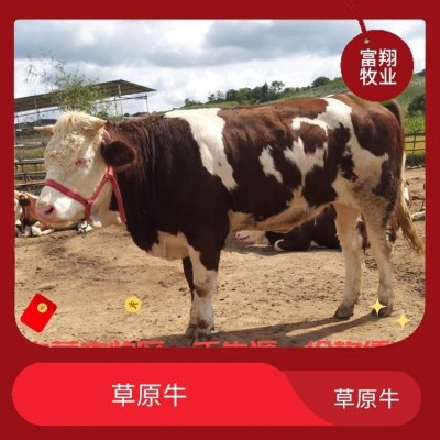 西门塔尔小牛 五个月 牧区草地牛 紫红花的 散养肉牛图3