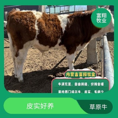 6个月 一头西门塔尔牛 纯草地生态散养肉牛 全国发货 专车运输图3