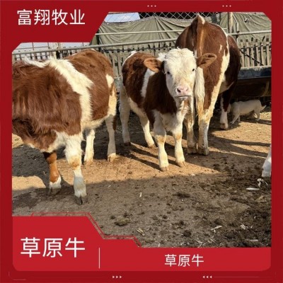 6个月 一头西门塔尔牛 纯草地生态散养肉牛 全国发货 专车运输图5