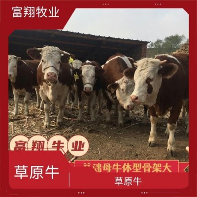 6个月 一头西门塔尔牛 纯草地生态散养肉牛 全国发货 专车运输图2