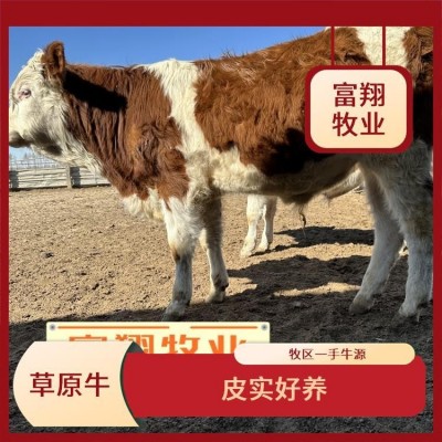 6个月 一头西门塔尔牛 纯草地生态散养肉牛 全国发货 专车运输图4