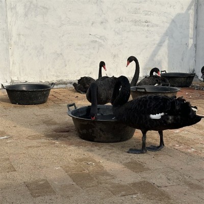 观赏黑天鹅活体养殖 下蛋黑天鹅种鹅 黑天鹅鹅苗现货图3