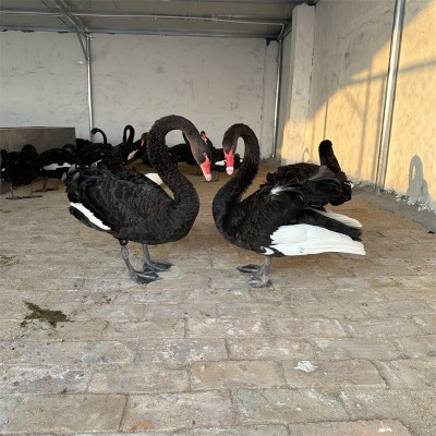 观赏黑天鹅活体养殖 下蛋黑天鹅种鹅 黑天鹅鹅苗现货图5