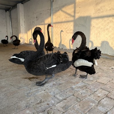 观赏黑天鹅活体养殖 下蛋黑天鹅种鹅 黑天鹅鹅苗现货图4