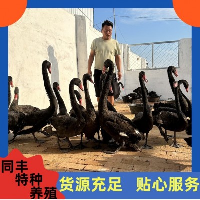 观赏黑天鹅活体养殖 下蛋黑天鹅种鹅 黑天鹅鹅苗现货图2