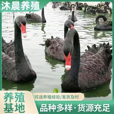 园林观赏黑天鹅批发活体黑天鹅养殖场黑天鹅种鹅受精蛋出售图3