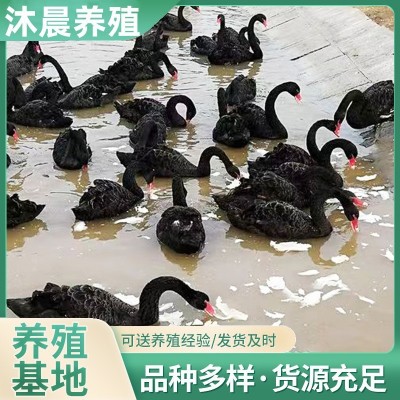 园林观赏黑天鹅批发活体黑天鹅养殖场黑天鹅种鹅受精蛋出售图4