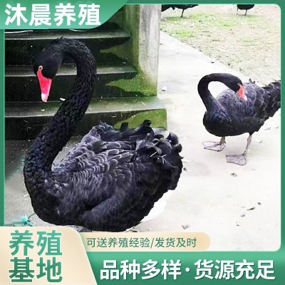 园林观赏黑天鹅批发活体黑天鹅养殖场黑天鹅种鹅受精蛋出售图5
